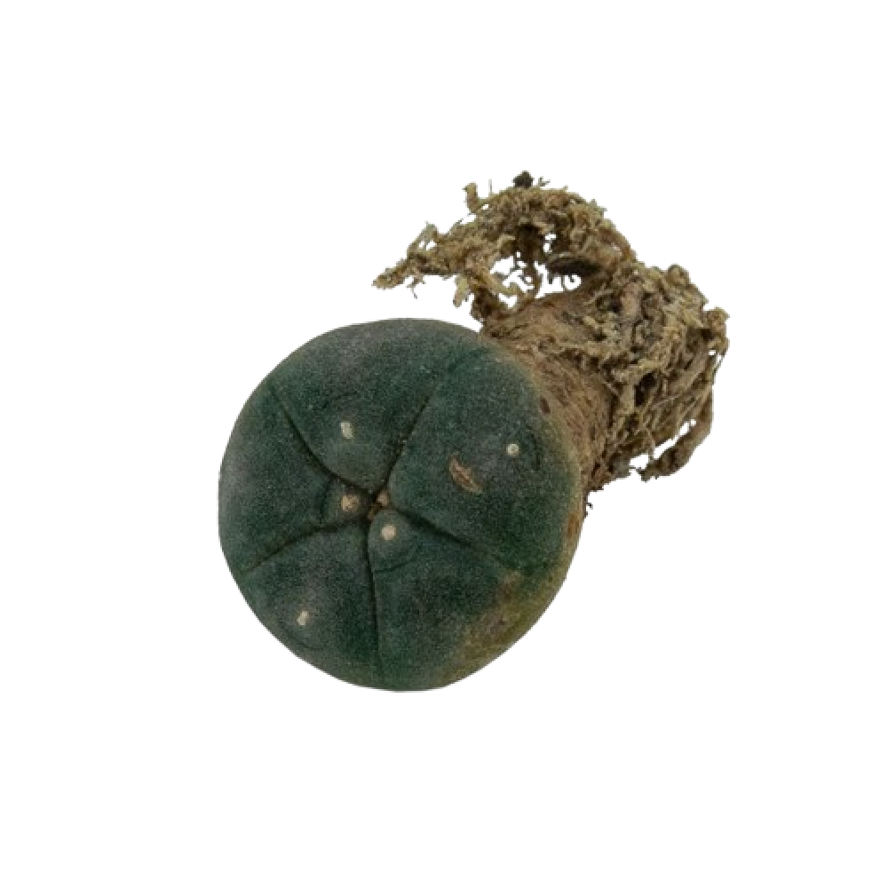 Peyote (Lophophora williamsii) Sementes