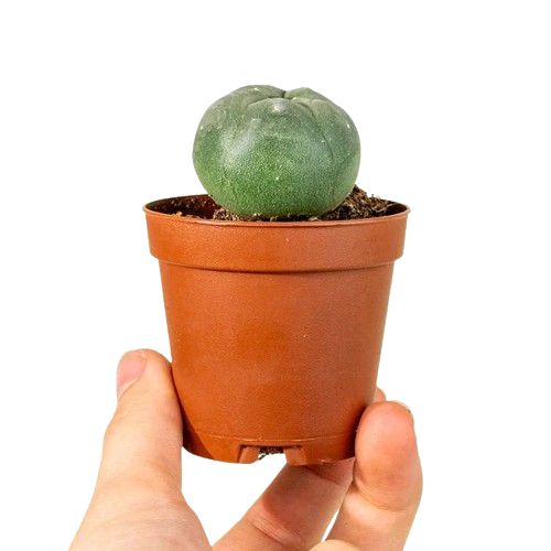 Peyote (Lophophora williamsii) Sementes