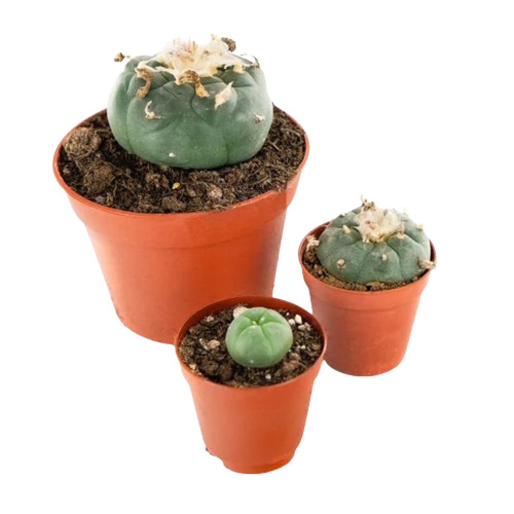 Peyote (Lophophora williamsii) Sementes