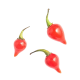 Biquinho Sementes