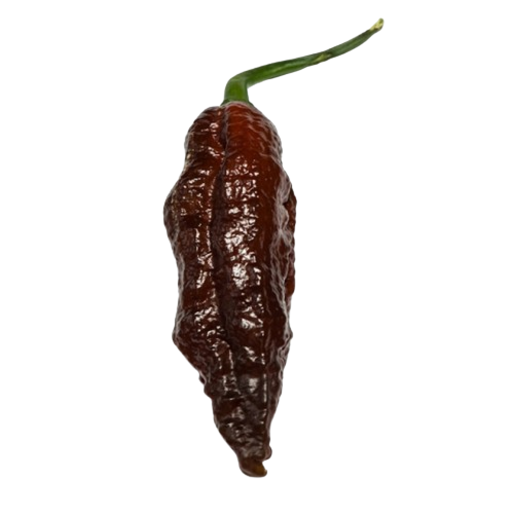 Dorset Naga Black Sementes