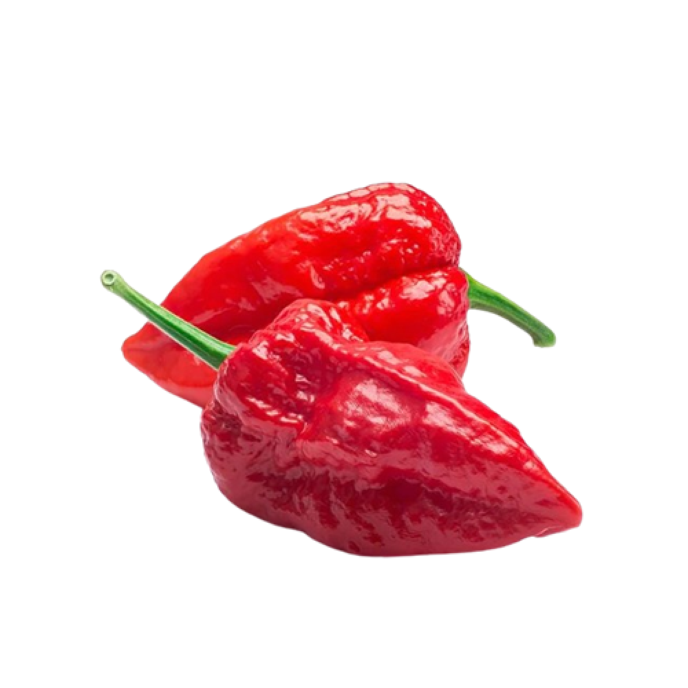 Bhut Jolokia (Ghost Pepper) Sementes