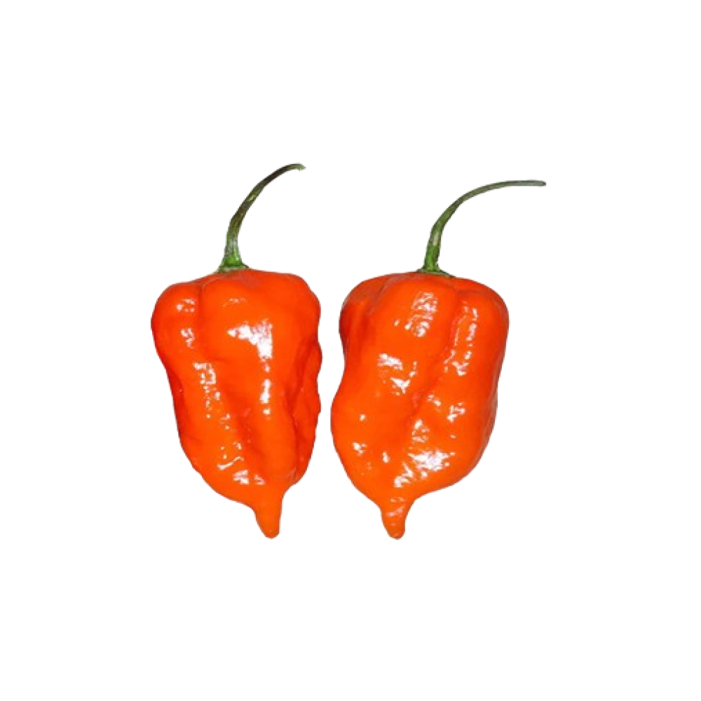 Habanero Laranja Sementes