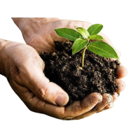 Comida para Plantas