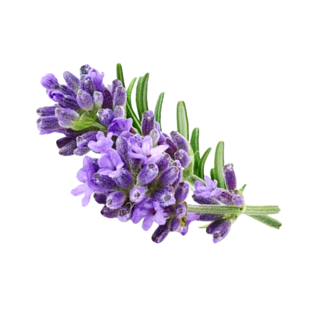 Lavender Floral Water